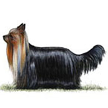 Yorkshire Terrier - Click Image to Close